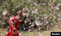 FILE - A girl attempts to fend off desert locusts as they fly in a farm on the outskirt of Jijiga in Somali region, Ethiopia, Jan. 12, 2020.
