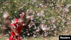 A girl attempts to fend off desert locusts as they fly in a farm on the outskirt of Jijiga in Somali region, Ethiopia, Jan. 12, 2020.