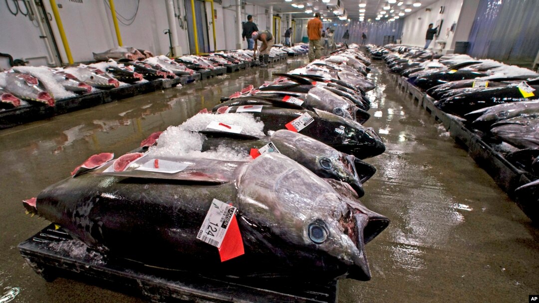 Japoneses levam grande parte do atum em Benguela