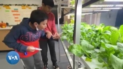 Une ferme à l'école : New York innove pour une alimentation plus saine