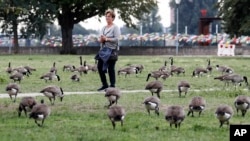 A woman walks in a park near the river Rhine between a flock of Canada geese in Duesseldorf, Germany, Tuesday, Sept. 8, 2020. 