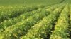 Biotech Soybeans Promise Heart Benefits