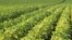 Biotech Soybeans Promise Heart Benefits