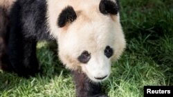 Usia panda bisa mencapai sekitar 110-140 tahun.