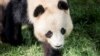 Panda Escapes From Enclosure at Danish Zoo; Returned Safely 