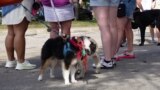 Popp Pup Parade Sambut Musim Gugur di Georgetown, Texas