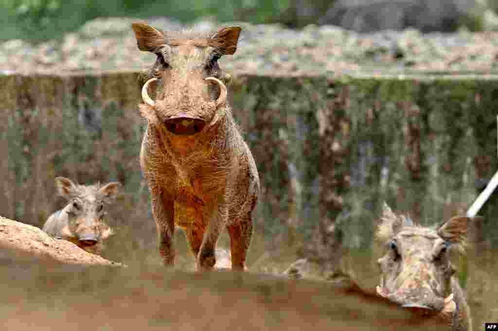 Warthogs gather on a hill at Leofoo Village theme park in Hsinchu, Taiwan.