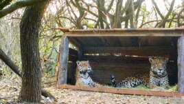 Tania and Qaramta sit together in the breeding area at Impenetrable National Park, in the Chaco Province, Argentina October 17, 2020. (Rewilding Argentina/Handout via REUTERS)