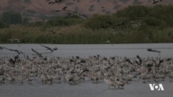 Koça Girseyî ya Teyran ya Ber bi Welatên Germ