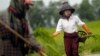 မြန်မာ့စိုက်ပျိုးရေးကဏ္ဍ တန်ဖိုးမြင့်ထုတ်ကုန်အဆင့် မြှင့်တင်ဖို့ USAID ကူညီမယ်