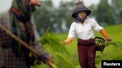 ရန်ကုန်မြို့ရှိ မြို့စွန်က လယ်စိုက်ခင်းတွေမှာ လုပ်ကိုင်နေကြတဲ့ ကောက်စိုက်သမများ။ (ဇူလိုင် ၁၃၊ ၂၀၁၂)