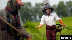 Farmers plant rice seedlings in a paddy field on the outskirts of Yangon