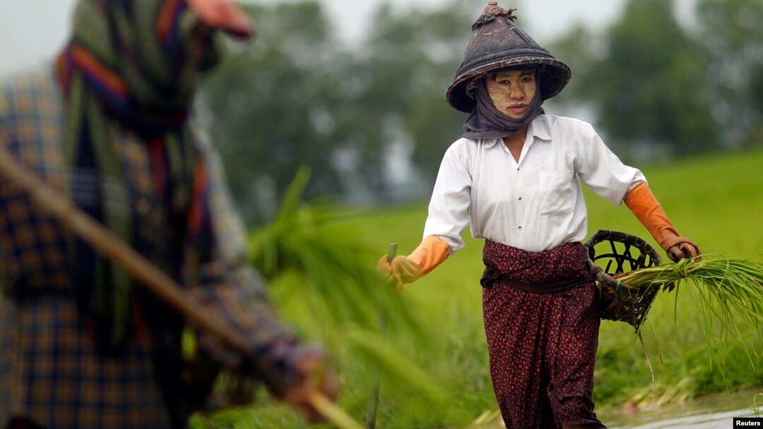 ရန်ကုန်မြို့ရှိ မြို့စွန်က လယ်စိုက်ခင်းတွေမှာ လုပ်ကိုင်နေကြတဲ့ ကောက်စိုက်သမများ။ (ဇူလိုင် ၁၃၊ ၂၀၁၂)