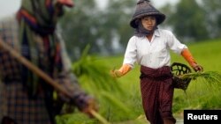 Farmers plant rice seedlings in a paddy field on the outskirts of Yangon