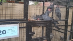 Burung Kakatua raja yang sempat dititipkan di kandang transit BBKSDA Jawa Timur (foto Petrus Riski-VOA).