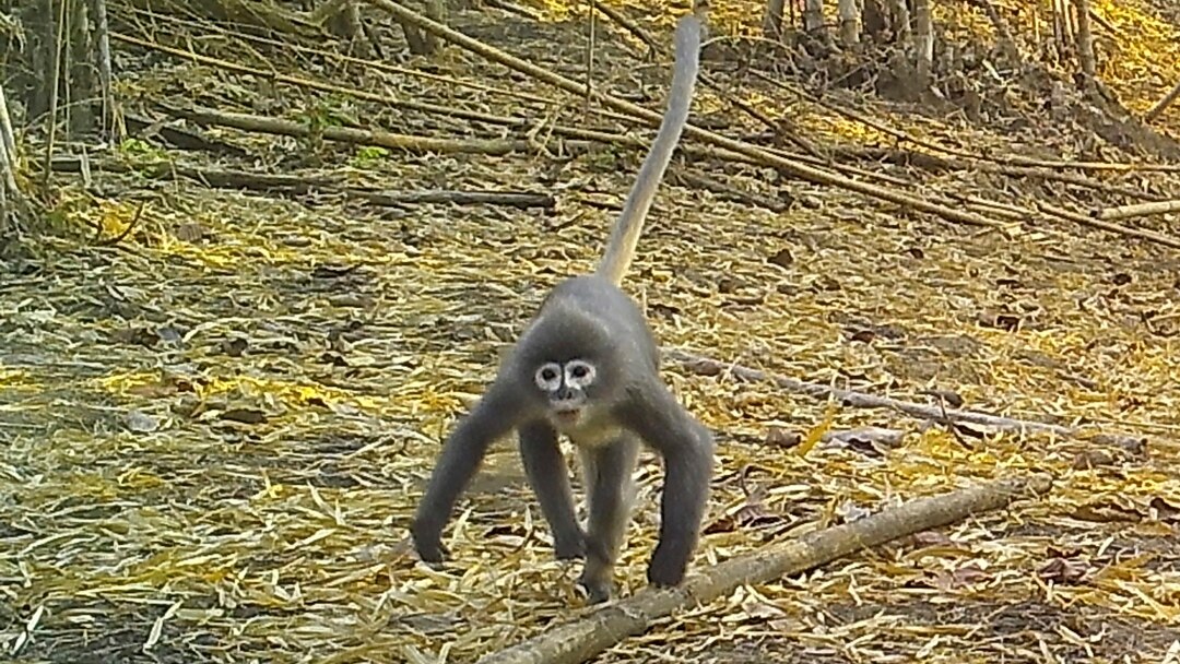 In this undated photo, a Popa langur moves along a forest floor. The Popa langur is among 224 new species listed in the World Wildlife Fund's latest update on the Mekong region. (World Wildlife Foundation via AP)