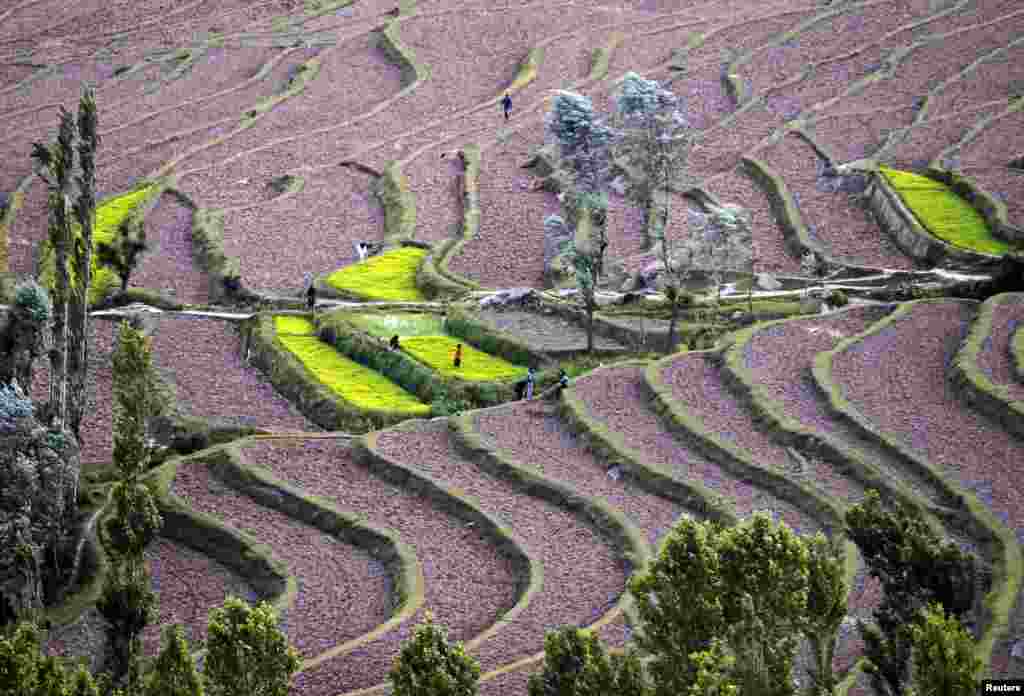 Kashmiri farmers work in paddy fields at Bandipora, north of Srinagar, India.