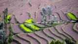 Kashmiri farmers work in paddy fields at Bandipora, north of Srinagar, India.