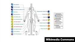 Pemetaan bakteri yang mendominasi tubuh manusia (Foto: ilustrasi National Institute of Health).