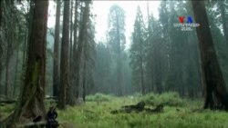 Կալիֆորնիայի Սեքվոյաները