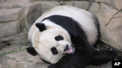 大熊猫（资料照片）