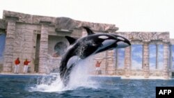 Sea World duyệt lại các biện pháp an toàn sau vụ cá voi giết người