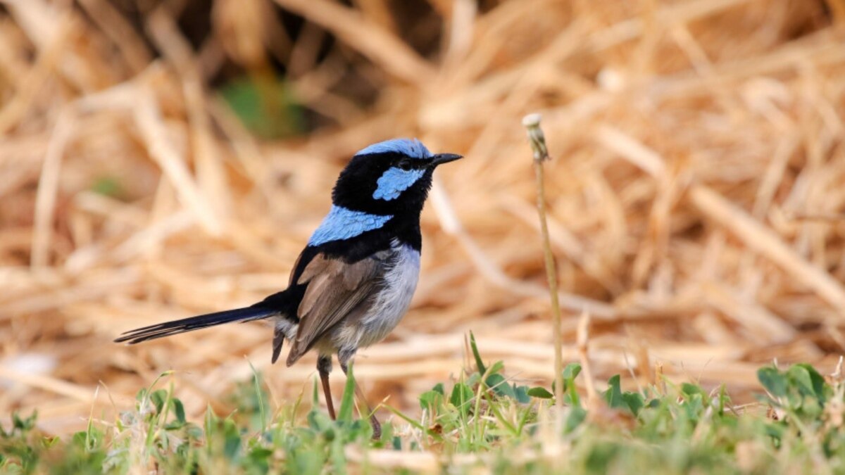 birds-learn-each-other-s-languages-by-listening-experts-say