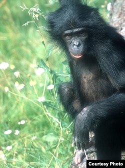 Bonobos and chimpanzees are both the closest ancestors and living relatives of humans.(Michael Seres)