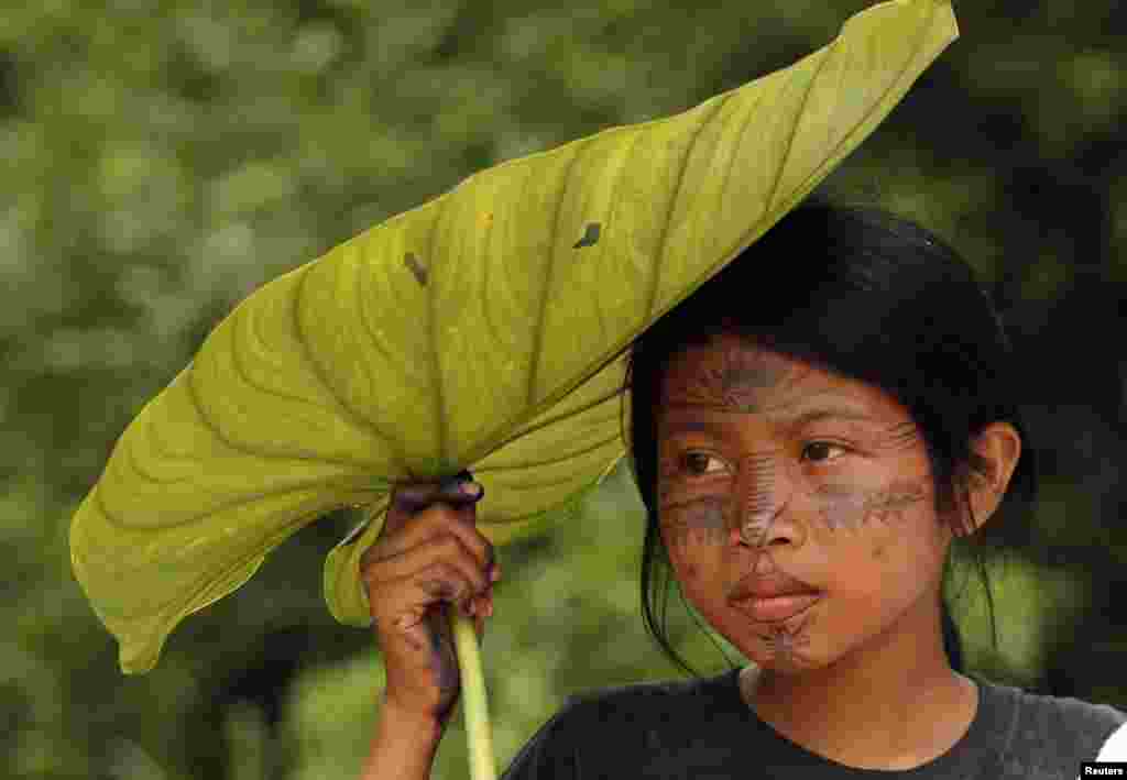 Seorang anak perempuan Indian Sarayaku memayungi kepalanya dengan daun pisang saat menyaksikan sebuah perayaan di desa Sarayaku, Ekuador, 12 Agustus 2014. (AP Photo/Dolores Ochoa) 