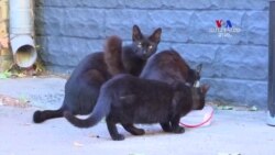 ԲԱՐԻ ԼՈՒՅՍ. Արամ Ավետիսյան՝ Ինչպես օգնել կենդանիներին շոգ եղանակների ժամանակ