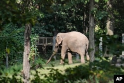 Bronx Zoo Elephant-Lawsuit