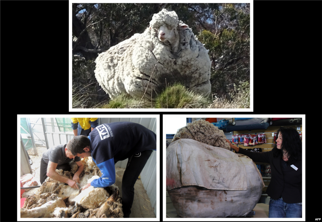Handout photos (bottom) released 5 from the RSPCA shows the 40.45 kilos of wool shorn off a giant woolly sheep being weighed in the outskirts of Canberra a day after Australian animal welfare officers put out an urgent appeal for shearers after finding the sheep with wool so overgrown its life was in danger. The heavily overgrown sheep had its massive fleece removed by by Australian Shearers&#39; Hall of Famer Ian Elkins in a 42-minute process that he said was &quot;certainly a challenge&quot;.