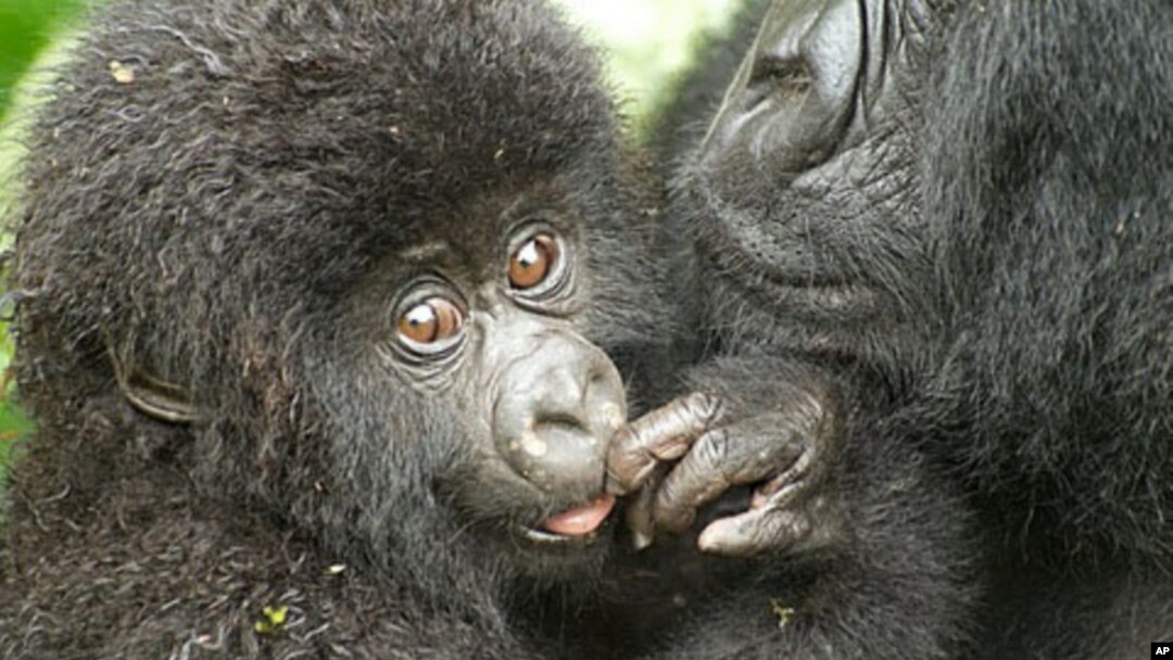 One of the name recipients, a male mountain gorilla born June 11, 2010, on the slopes of the Sabyinyo Volcano in Rwanda