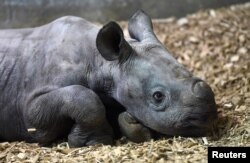 Seekor bayi badak hitam, spesies yang langka ditemukan di dunia. (Foto: Reuters)