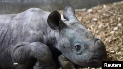 A recently born rare Eastern Black Rhino male calf is seen at Folly Farm Adventure Park and Zoo in Begelly, Wales, Britain January 27,