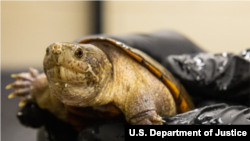 联邦检察官在“美国诉林伟强案”中提交的量刑备忘录中出示的一张科拉泥龟照片。