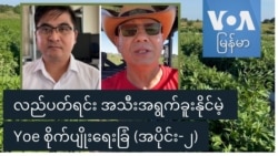 လည်ပတ်ရင်း အသီးအရွက်ခူးနိုင်မဲ့ Yoe စိုက်ပျိုးရေးခြံ - အပိုင်း (၂)