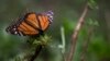 Mexico Hopes to See 3-4 Times More Monarch Butterflies