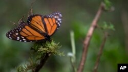 An ailing butterfly rests on a plant at the monarch butterfly reserve in Piedra Herrada, Mexico State, Mexico, Nov. 12, 2015.