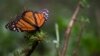 Monarch Butterfly Numbers Drop by 27 Percent in Mexico