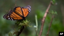 FILE - An ailing butterfly rests on a plant at the monarch butterfly reserve in Piedra Herrada, Mexico State, Mexico, Nov. 12, 2015.