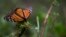 An ailing butterfly rests on a plant at the monarch butterfly reserve in Piedra Herrada, Mexico State, Mexico, Nov. 12, 2015.