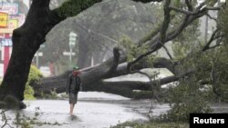 A man stands in front of an uprooted oak tree.