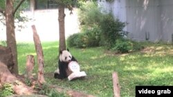 华盛顿史密森尼国家动物园为大熊猫添添庆祝21岁生日。