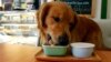 More American Pets Are Eating Fresh Food