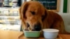 Research on Dogs May Help Explain Human Responses to Food