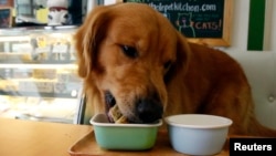 FILE - A Labrador retriever named Jack dines at a pet restaurant in San Juan, Manila, Philippines, Sept. 6, 2014.