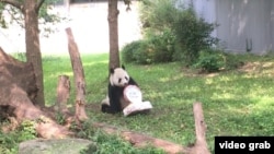 華盛頓史密森尼國家動物園為大熊貓添添慶祝21歲生日。