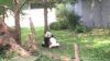 華盛頓國家動物園為大熊貓慶生