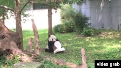 華盛頓國家動物園為大熊貓添添慶祝21歲生日